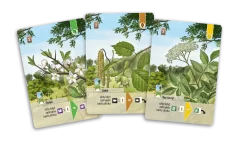 Smíšený les: Pomezí